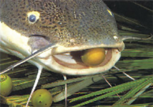 Figura 2. Bagre cajaro (Phractocephalus hemiliopterus) comiendo frutos de palma y cachama (Colossoma macropomum) ingiriendo semillas flotantes.