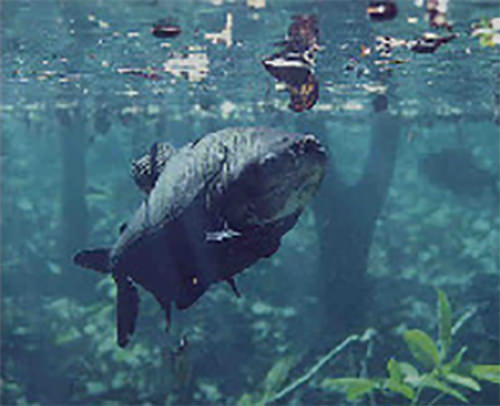 Figura 2. Bagre cajaro (Phractocephalus hemiliopterus) comiendo frutos de palma y cachama (Colossoma macropomum) ingiriendo semillas flotantes.