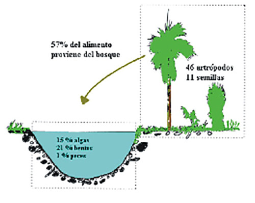 Figura 3. Distribución del alimento proveniente de bosque y ecosistema acuático en un morichal. (Marrero et al. 1997).