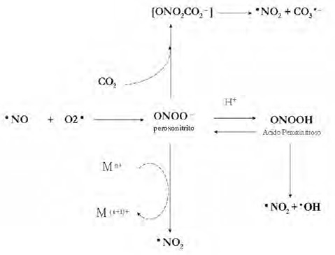 Figura 2. Mecanismo de formación de las especies reactivas de nitrógeno.