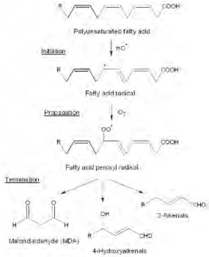 Figura 3. Mecanismo de peroxidación no enzimática de un AGPI (Mímica et al; 2012).