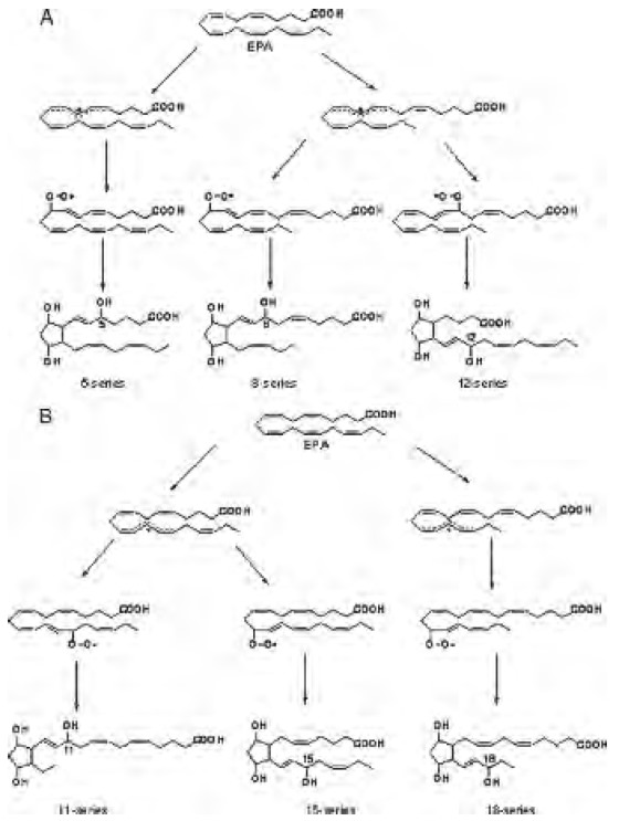 Figura 5. Mecanismo de formación de los F3- IsoPs por peroxidaciòn no enzimática de EPA. Fuente Gao et al. J. Biol. Chem. 2006.