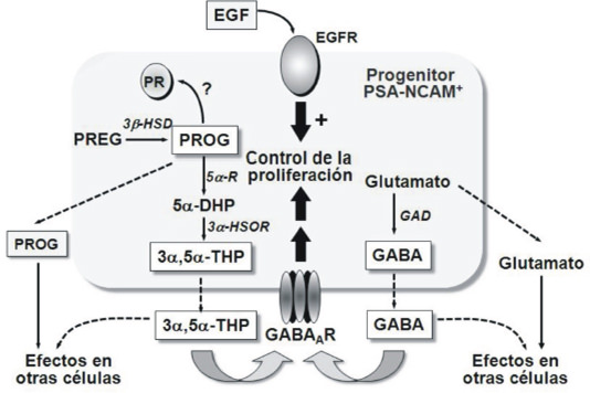 Figura 2. Resumen de los distintos factores que regulan la proliferación de los progenitores PSA-NCAM+ in vitro. En esta regulación participan factores de crecimiento, amino ácidos y neuroesteroides. El factor de crecimiento epidérmico (EGF) ejerce un potente efecto mitogénico (Gago y col., 2003). Por otra parte, los progenitores PSA-NCAM+ expresan varias de las subunidades del receptor GABAA, y sintetizan GABA el cual ejerce una estimulación tónica sobre la proliferación. Estos progenitores también sintetizan 3α,5α-THP (Gago y col., 2001), que a concentraciones del orden del nanomolar aumenta la proliferación celular a través del receptor GABAA, probablemente potenciando la respuesta del GABA. De esta manera, el GABA y la 3α,5α-THP pueden modular, in vitro, la proliferación de estos progenitores actuando vía receptores GABAA. (Modificado de Gago y col., 2004).