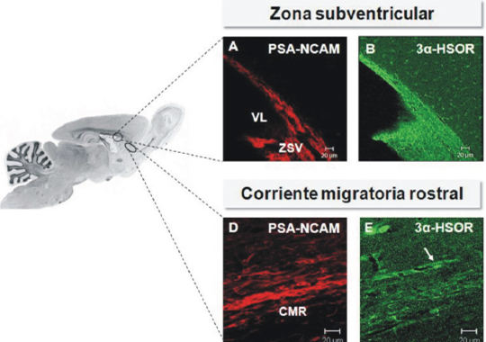 Figura 3. Distribución de la enzima 3α-HSOR en el cerebro de la rata adulta. Inmunofluorescencia para la 3α-HSOR (Alexa 488) y PSA-NCAM (rodamina) en cortes sagitales de cerebro de rata macho adulto, a nivel de la ZSV (A, B) y de CMR (D, E). De manera general, se puede observar que la ZSV, adyacente al ventrículo lateral (VL) así como la CMR, ambas caracterizadas por la expresión de PSA-NCAM, expresan también la 3α-HSOR. (Modificado de Gago y col., 2007).