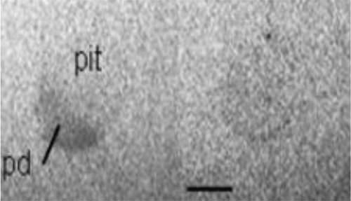 Figura 7. Localización autoradiográfica de los sitios de unión de [125I]-Iodomelatonina en la pituitaria de <i>O. sifontesi</i>. Izquierda: Unión específica de melatonina; Derecha: Unión no específica. Barra: 30mm (tomado de Guerrero et al. 2008b)