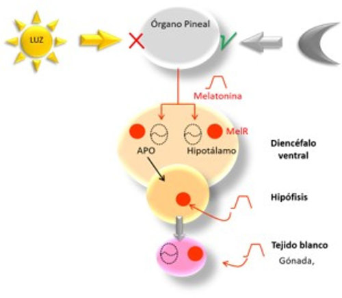 Figura 8. Esquema hipotético del eje neuroendocrino reproductivo de O. sifontesi como modelo de pez neotropical. Durante el día, la luz solar inhibe la producción de melatonina actuando sobre los fotorreceptores de la pineal. La producción de melatonina ocurre durante el periodo de oscuridad, modulando a través de receptores de alta afinidad la actividad de los núcleos hipofisiotrópicos hipotalámicos, de la adenohipófisis y de las glándulas sexuales. La producción de melatonina diaria es mayor durante el periodo de reposo sexual (estación lluviosa) y disminuye en la estación seca, por lo cual es muy probable que su efecto general sobre la maduración gonadal sea modulador negativo. Este esquema fue modificado de Falcón et al. 2007.