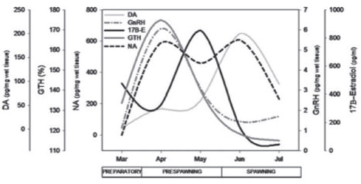 Figura 2. Variación estacional en el contenido de noradrenalina (NA), dopamina (DA), GnRH y Gonadotrofinas (GTH), y niveles plasmáticos de 17beta-estradiol (17B-E) del teleósteo Pygocentruscariba durante el ciclo reproductivo (tomado de Guerrero et al. 2009).
