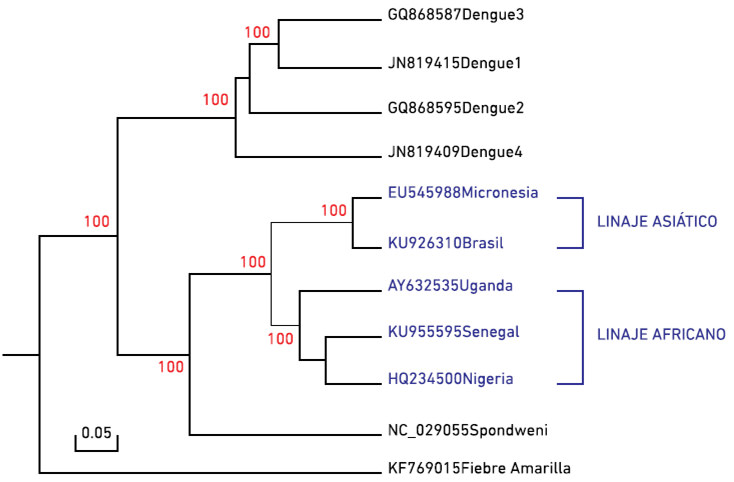 Figura 2: Filogenia del virus Zika (en azul) y otros flavivirus.