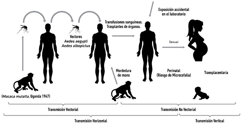 Figura N˚ 1: Formas conocidas de transmisión de Virus Zika