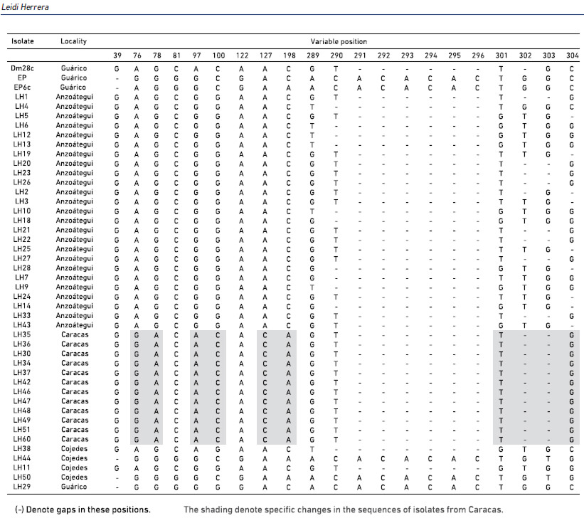 Figura 3. Patrones de secuencias y posiciones de variación de las secuencias del gen de mini exón para aislados de Trypanosoma cruzi determinados como TcI, de diferentes áreas endémicas de Venezuela. Las zonas señaladas en gris muestran cambios en las secuencias genéticas (Tomado de Rivera et al. 2015).