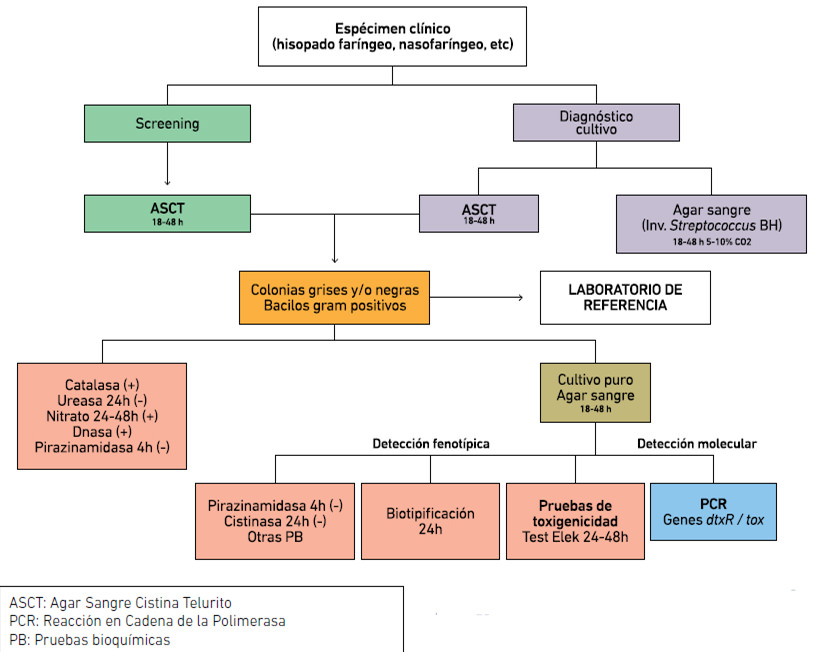 Algoritmo Nº 1 Diagnóstico microbiológico de Corynebacterium difteriae