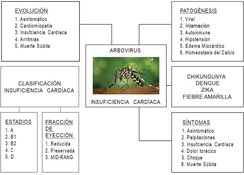 Figura 1. ARBOS E INSUFICIENCIA CARDÍACA