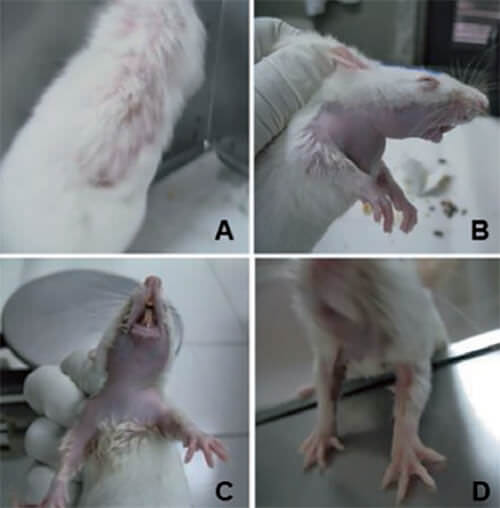 Figura 1 Signos físicos generales presentados por las ratas SpragueDawley en el grupo experimental ADR, a las dos y tres semanas post-tratamiento. A: Alopecia parcial en lomo superior y lateral. B-C: Alopecia total en mandíbula inferior. D: Alopecia total en abdomen inferior. ADR: adriamicina: 6 mg/Kg p.c.