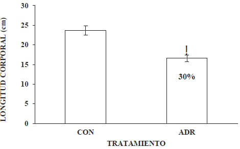 Gráfico 2 Longitud corporal promedio de las ratas SpragueDawley a las seis semanas post-tratamiento (Extremo distal de cabeza a base de cola). Se observa el porcentaje de disminución de la longitud corporal en ADR (30%), respecto al grupo CON. CON: control; ADR: adriamicina (6 mg/kg p.c.). Los valores están expresados como la media ± DE de tres experimentos independientes con dos réplicas cada uno. La significancia estadística fue establecida por la prueba t-Students. Un valor p < 0,05 se consideró como estadísticamente significativo.