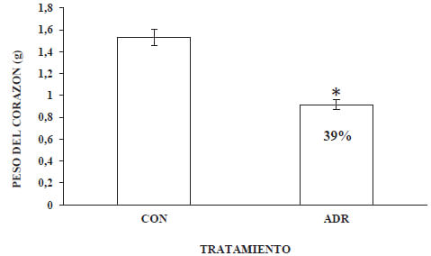 Gráfico 3 Peso promedio del corazón de ratas SpragueDawley a las seis semanas post-tratamiento. Se observa el porcentaje de disminución del peso promedio del corazón del grupo ADR (39%) respectoal grupo CON. CON: control; ADR: adriamicina (6 mg/Kg p.c). Los valores están expresados como la media ± DE de tres experimentos independientes con dos réplicas cada uno. La significancia estadística fue establecida por la prueba t-Students. Un valor p < 0,05 se consideró como estadísticamente significativo.