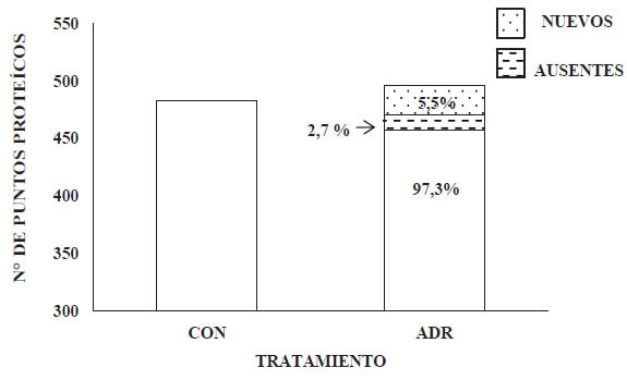 Grafico 4 Puntos proteicos nuevos y ausentes en el perfil proteíco de la pared ventricular izquierda de corazón de rata SpragueDawley del grupo ADR, respecto al perfil proteíco del grupo CON, a las seis semanas post-tratamiento. Del total de puntos proteícos presentes en el perfil del grupo ADR, 5,5 % (26 p.p.) correspondieron a puntos proteícos nuevos(área punteada). Del total de puntos proteícos presentes en el perfil del grupo CON, 97, 3 % (470 p.p.) estuvieron presentes en el perfil del grupo ADR y 2,7% (13 p.p.), ausentes (área en rayas). CON: control, ADR: adriamicina (6 mg/Kg p.c.).