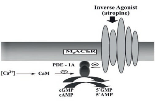 Figure 10.
A model of a novel transducing cascade integrated by an M2mAChRs
and the PDE1A. This model of a signal transducing pathway of the
airway smooth muscle (ASM) proposes that muscarinic agents
(antagonists) acting as ‘‘inverse agonists’’ bind to the M2mAChR located
to ASM sarcolemma, which induces the inhibition of a plasma membrane-
bound PDE1A, which is vinpocetine-inhibited and CaM stimulated
enzyme. This last PDE1A inhibition can increase the cGMP/cAMP
intracellular levels, inducing ASM relaxation.