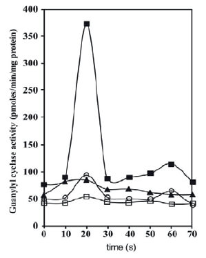 Figure 2 Time-course of guanylyl cyclase activities in plasma membrane fractions isolated from BASM strips under muscarinic agonist exposure. Isolated BASM strips were incubated in the presence and absence of muscarinic agonist Cch for 70 s (Pláceres-Uray et al., 2010a). After each 10 s, the BASM strips were removed and immediately frozen in liquid N2 and processed to prepare plasma membranes fraction (González de Alfonzo et al., 1996). In these membrane fractions, GC assays as cGMP determinations were performed in duplicate as described (Lippo de Bécemberg, 1995). Empty symbols represent basal GC activities. Full symbols represent GC activities in the presence of 100 μM SNP. Basal (□), muscarinic agonist [Cch 1 x 10−5 M] (○), basal plus SNP (▲), and Cch + SNP (■). Each value is the mean of three different BASM strips. Taken from (Pláceres-Uray et al., 2010a).