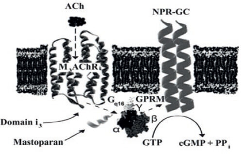 Figure 5.
Schematic model of signal cascade involving M3mAChR/Gq16/NPRGC-
B at ASM. This model is composed of three separate and different
molecular entities, M3mAChR, a GPCR seven transmembrane receptor,
a heterotrimeric G protein and homodimeric NPR-GC (cGMP producing
enzyme) as the effector. The drawings do not take into account the
actual structural biology (molecular mass) of these entities; it is a
scheme to suggest the flow of information in this signal transducing
cascade, which is indicated by the dashed lines. Thus, a muscarinic
agonist (ACh) binds at extracellullar domains of M3mAChR inducing a
conformational change at the cytoplasmic i3M3mAChR domain, which
stimulates the Gqα16ßγ, releasing active subunits that interact with
NPR-GC-B. Mastoparan and its active analogues may interfere at the
interactions between i3M3mAChR domain and the Gqα16ßγ protein.
Taken from (Alfonzo et al., 2006).
