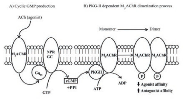 Figure 7.
Cyclic GMP induced a PKG-II dependent M3 AChR dimerization and
desensitization Proposed model of molecular regulation of M3mAChR
induced by PKG-II phosphorylation at plasma membrane from BASM.
All molecular components are membrane associated entities. (A)
Muscarinic agonist (Acetylcholine) binds to M3mAChR and activates the
heterotrimeric Gq16, which stimulates the NPR-GC-B and increases
the cGMP production. (B) Cyclic GMP activates the membrane-bound
PKG-II and produces the M3mAChR phosphorylation inducing a conformation
changes to promote the formation of a M3mAChR dimer, which
stabilizes or “freezes” the M3mAChR population, in a “refractory state”
to agonist activation, and prone to antagonist binding, which helps to
understand the molecular mechanisms of muscarinic antagonist drug
action.