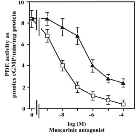 Figure 9.
Effect of muscarinic antagonists on the PDE1 activity at plasma
membranes fraction. Plasma membranes from BASM (20–30 μg
membranes protein) fractions were incubated with [3H] cGMP as PDE
substrate as described (Mastromatteo-Alberga et al., 2016). A dose
titration curve of muscarinic antagonists such as methoctramine (□)
and 4-DAMP (▲) were performed. Data are the mean ± SE of three (3)
different plasma membranes from BASM preparations. Taken from
(Mastromatteo-Alberga et al., 2016).