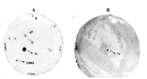 Figura 1 Despistaje inmunológico secundario de la genoteca de genes MASP   con una mezcla de sueros de pacientes chagásicos. Panel A: colonias de E. coli BL21 de la genoteca con reacción positiva. Panel B: colonias de E.	coliBL21 con el vector pT7-MAT-2 sin inserto como control negativo. Tc: extracto crudo de T. cruzi usado como control positivo.