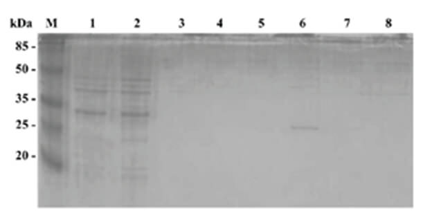 Figura 2 Electroforesis en gel de poliacrilamida SDS al 17% de las distintas fracciones provenientes de la purificación de la proteína recombinante CM82 y de bacterias con el vector pT7-MAT-2 sin inserto. M: marcador de pesos moleculares (Pierce Blue Prestained Protein de Thermo Fisher Scientific, USA); 2, 4, 6 y 8: flowthrough, lavado, elución 1 y elución 2 de
CM82; 1, 3, 5 y 7: flowthrough, lavado, elución 1, elución 2 de pT7-MAT-2.