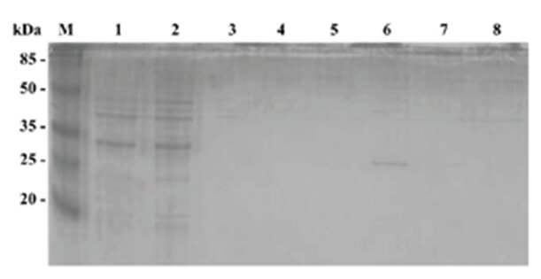 Figura 2 Electroforesis en gel de poliacrilamida SDS al 17% de las distintas fracciones provenientes de la purificación de la proteína recombinante CM82 y de bacterias con el vector pT7-MAT-2 sin inserto. M: marcador de pesos moleculares (Pierce Blue Prestained Protein de Thermo Fisher Scientific, USA); 2, 4, 6 y 8: flowthrough, lavado, elución 1 y elución 2 de
CM82; 1, 3, 5 y 7: flowthrough, lavado, elución 1, elución 2 de pT7-MAT-2.