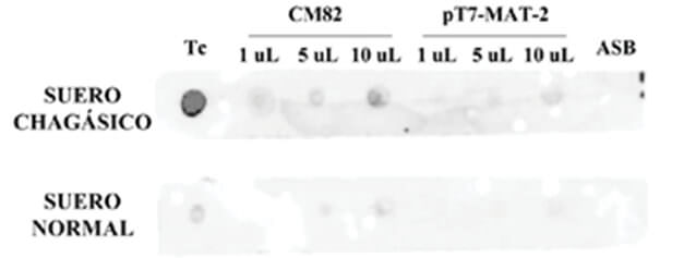 Figura 3 Ensayo de DOT-ELISA. Tc: extracto crudo de T. cruzi; ASB: albúmina sérica  bovina.