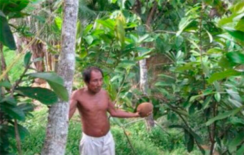 Indígena en Amazonas con fruto de Copoazú o chocolate blanco