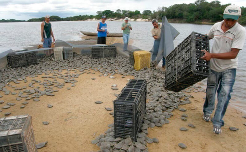 Liberación de tortuguillos (Tortuga Arrau o Tortuga del Orinoco). Estación Experimental de FUDECI - Puerto Ayacucho.