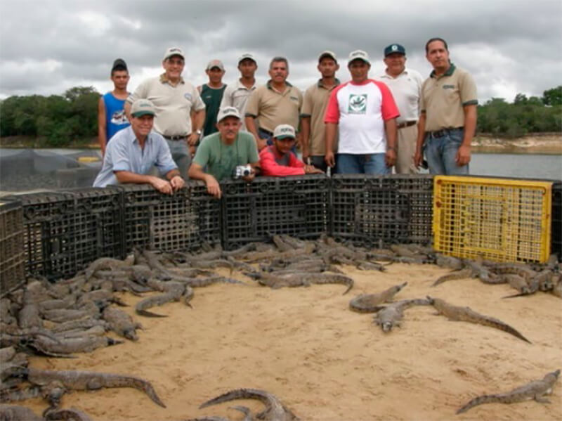 Cría de Caimán del Orinoco, Hato Masaguaral, Puerto Miranda con el grupo de liberación FUDECI, MARNR y Guardia Nacional