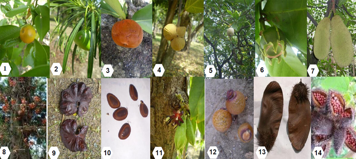 Figura 1. Frutos y semillas. 1.-Citrus mitis, 2.-Tevetia sp, 3-Diospyrus discolor, 4.-Garcia nutans, 5.-Genipa americana, 6.-Gustavia hexapetala (Aubl.), 7.-Artocarpus heterophyllus, 8.-Couroupita guianensis, 9 y 10.-Enterolobium cyclocarpum fruto y semilla, respectivamente, 11.-Averroa carambola, 12.-Sapindus saponaria, 13.-Centrolobium paraense, 14.-Bixa orellana.