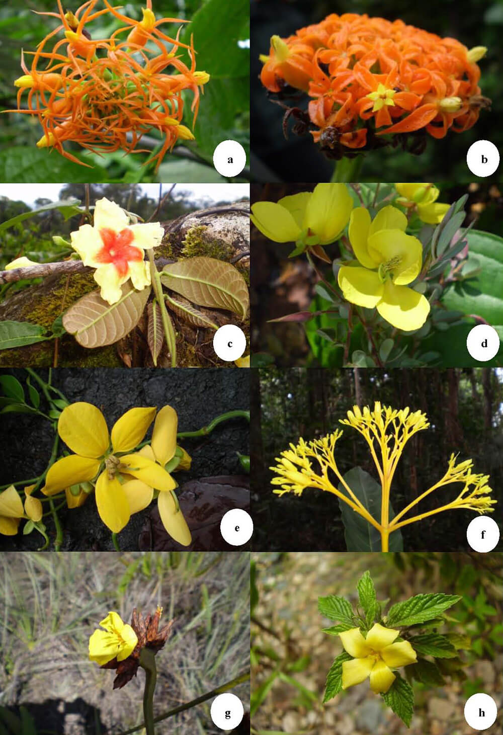 Figura 3. a.-Gurania nigrescens, b.-G. simplicifolia, c.-Mandevilla sp., d.-Chamaecrista sp., e.-Senna bacillaris var. bacillaris, f.-Psychotria sp., g.-Stegolepis sp., h.-Turnera sp.