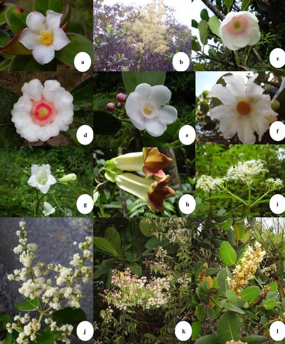 Figura 4. a.-Bonnetia tepuiensis, b.-Brocchinia micrantha, c.-Clusia grandiflora, d. e. f.-Clusia spp., g.-Irlbachia sp., h.-Markea sessiliflora, i.-Mikania sp., j.- Eugenia kaieteurensis, k.-Myrcia sylvatica, l- Vismia spp.