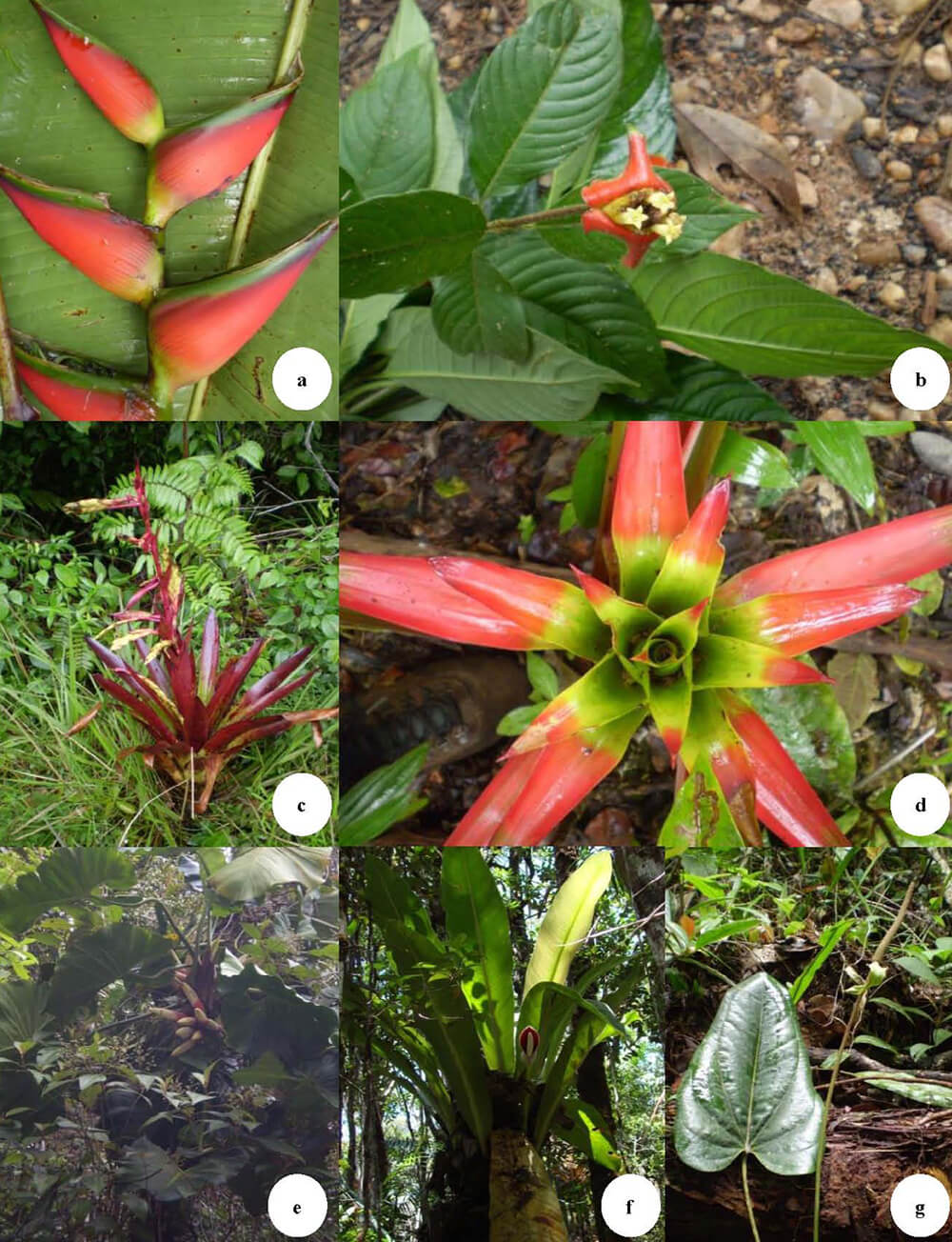 Figura 5. a.-Heliconia bihai, b.- Psychotria poeppigiana, c.- Bromeliaceae, d.-Guzmania altisonii, e, f, g.- Especies de la familia Araceae.