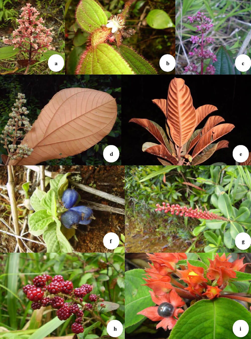 Figura 6. a.-y b.-Melastomataceae, c.-Miconia ciliata, d.-M. plukenetii, e.-Pouteria sp., f.-Coccocypselum aureum, g.-Noranthea guianensis, h.-Rubus urticifolius, i.-Corytoplectus deltoideus.