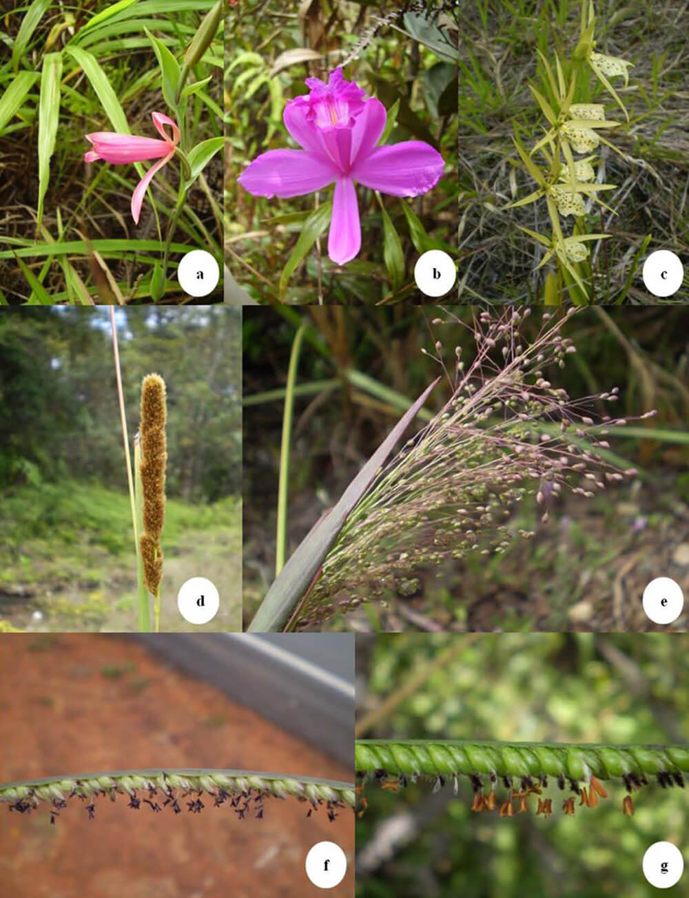 Figura 7. a.-Sobralia sp., b.-Epistephium sp., c.-Orchidaceae, d.-Eriochrysis cayenenesis, e.-Panicum cyanescens, f.- Paspalum sp., g.-Urochloa brizantha