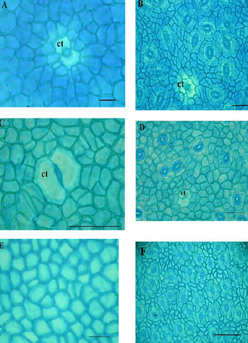 Figura 1. ·Epidermis en vista paradérmica en especies de Myrcianthes. M. fragrans: A- epidermis adaxial. B- epidermis abaxial. M. prodigiosa: C- epidermis adaxial. D- epidermis abaxial. M. rhopaloides: E- epidermis adaxial. F- epidermis abaxial. Escala = 20 m en todos los casos. ct = célula tapa.