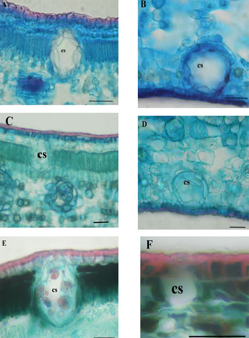 Figura 2. ·Sección transversal de la cavidad secretora en especies de Myrcianthes. M. fragrans: A- epidermis adaxial. B- epidermis abaxial. M. prodigiosa: C- epidermis adaxial. D- epidermis abaxial. M. rhopaloides: E- epidermis adaxial. F- epidermis abaxial. Escala = 50 m en todos los casos. cs = célula secretora.