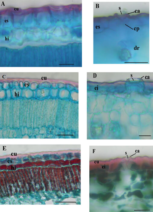 Figura 3. ·Detalles estructurales en sección transversal de la lámina foliar en especies de Myrcianthes. A- y B- M. fragrans, C- y D- M. prodigiosa, E- y F- M. rhopaloides. Escala = 25 m en todos los casos. ca = cuerno anterior, cp = cuerno posterior, cu = cutícula, dr = drusa, ei = epidermis inferior, es = epidermis superior, hi = hipodermis, s = estoma.