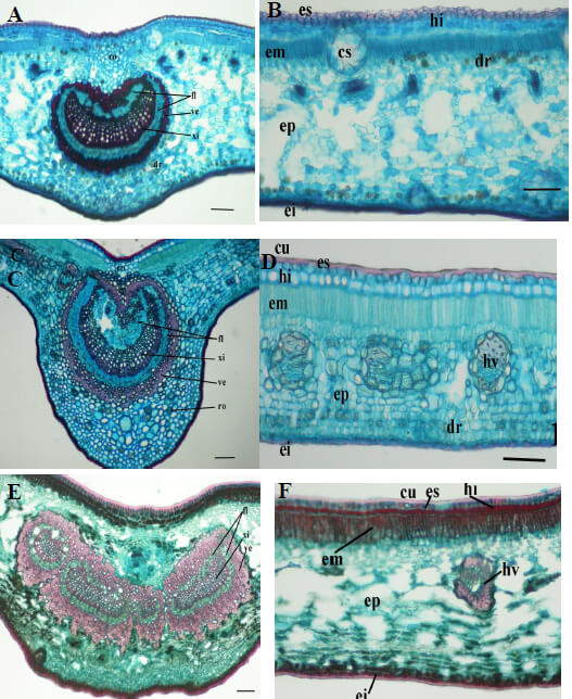 Figura 4. ·Sección transversal de la hoja en especies de Myrcianthes. M. fragrans: A- nervadura central. B- lámina foliar. M. prodigiosa: C- nervadura central. D- lámina foliar. M. rhopaloides: E- nervadura central. F- lámina foliar. Escala = 100 m en todos los casos. co = colénquima, cs = cavidad secretora, cu = cutícula, dr = drusa, ei = epidermis inferior, em = empalizada, ep = esponjoso, es = epidermis superior, fl = floema, hi = hipodermis, hv = haz vascular, ro = cristal romboide, ve = vaina de esclerénquima, xi = xilema.