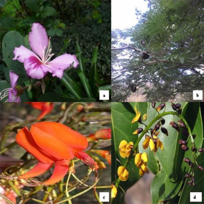 Figura 2. Leguminosas nativas de hábito arbóreo. a) Bauhinia variegata, b) Enterolobium cyclocarpum, c) Erythrina poeppigiana, d) Platymiscium diadelphum.