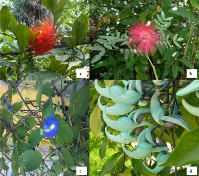 Figura 3. Leguminosas ornamentales. a) Brownea macrophylla, b) Calliandra sp., c) Clitoria ternatea, d) Strongylodon macobotrys