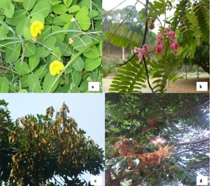 Figura 4. Leguminosas con valor económico. a) Arachis pintoi, b) Cassia grandis, c) Lonchocarpus punctatus, d) Samanea saman