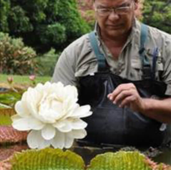 Miguel Castillo. Jardines acuáticos