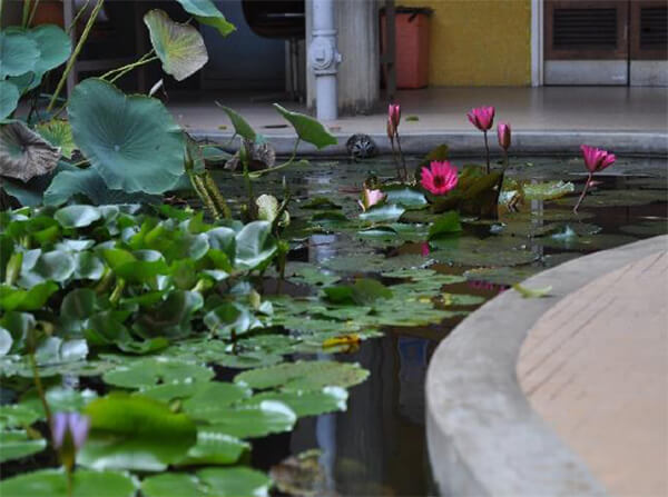 Nelumbo nucifera y Nymphaea “Red Flare” al fondo