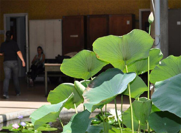 Nelumbo nucifera. Estanque Herbario nacional