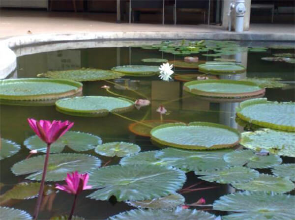 Nymphaea “Red Flare”, Victoria cruziana