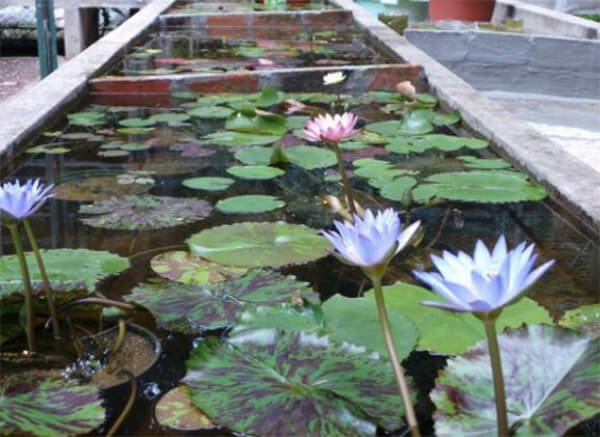 Nymphaea “Sandra Castillo”